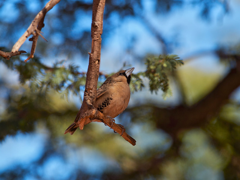 Weaver bird, Kalahari